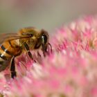 une abeille au boulot