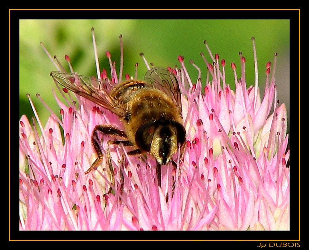 " Une abeille en plein boulot "