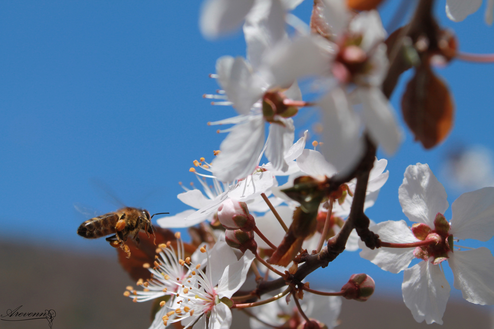 Une abeille en vol