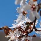 Une abeille en vol