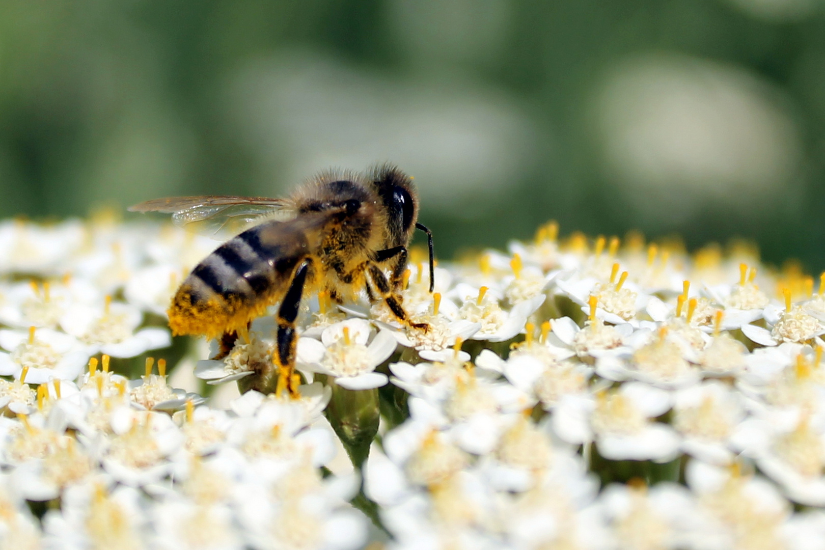 une abeille pleine de pollen