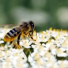 une abeille pleine de pollen