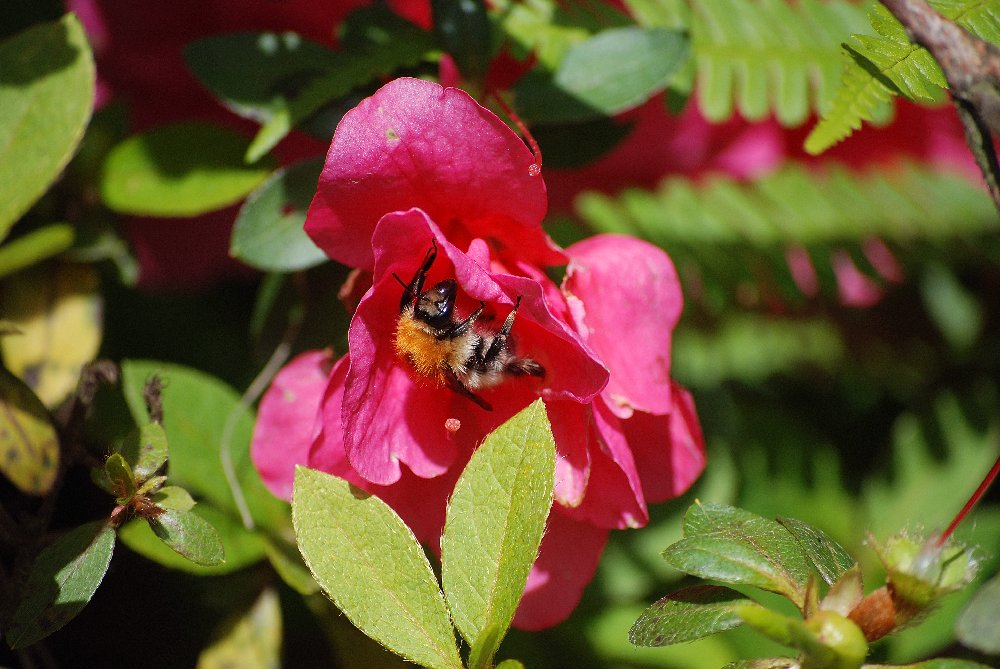 Une abeille qui butine