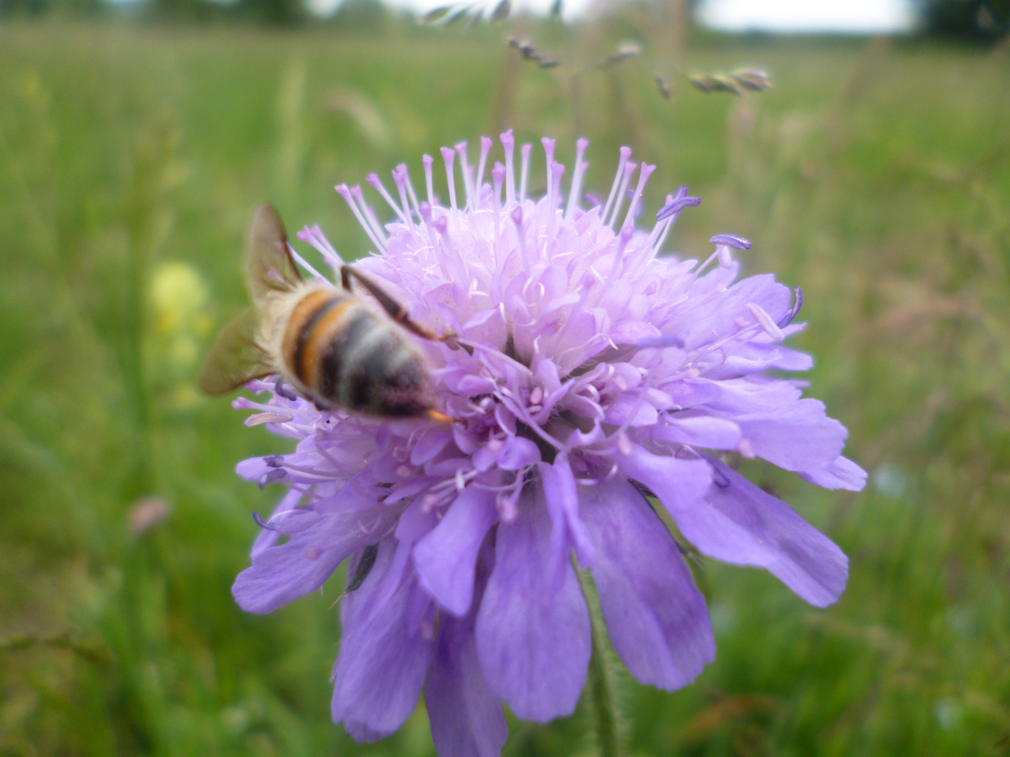 Une abeille qui butine sur une jolie fleur violette