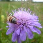 Une abeille qui butine sur une jolie fleur violette