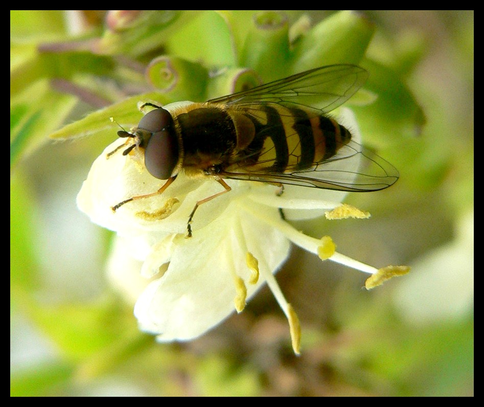 une abeille qui n'a pas froid aux yeux