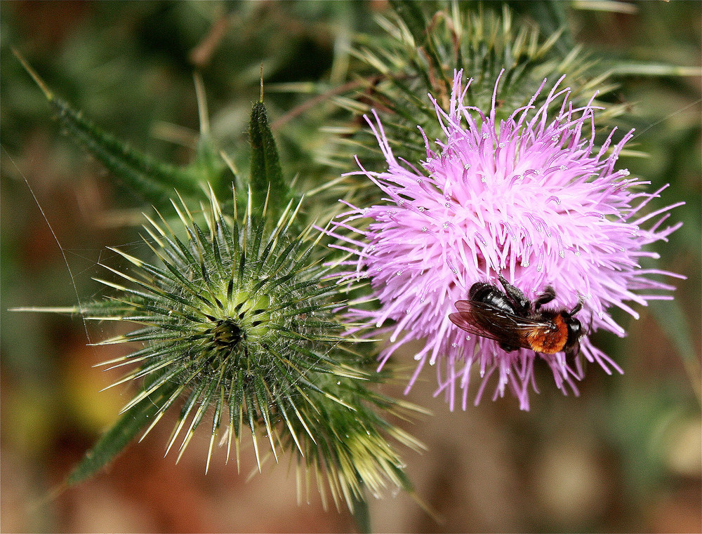 Une abeille se promenait