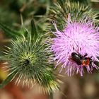 Une abeille se promenait