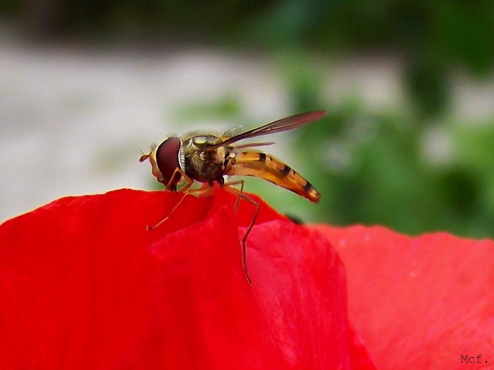 Une abeille sur un coquelicot