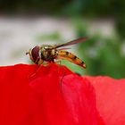 Une abeille sur un coquelicot