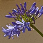 Une agapanthe après la pluie   --  Agapanthus  --  Eine Schmucklilie nach dem Regen