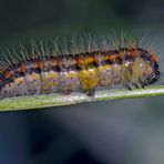 Une agréable rencontre qui m'a fascinée! - Eine besonders hübsche Begegnung. (Foto 2)