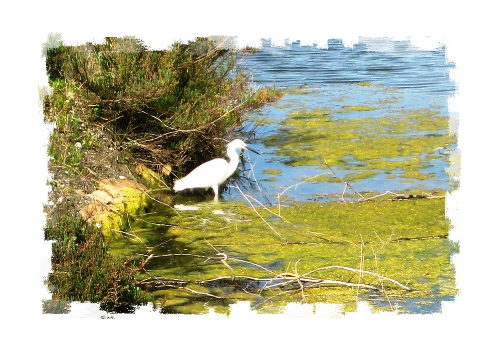 une aigrette à l'ile de ré