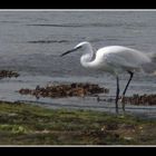 " Une aigrette à Penfoulic "