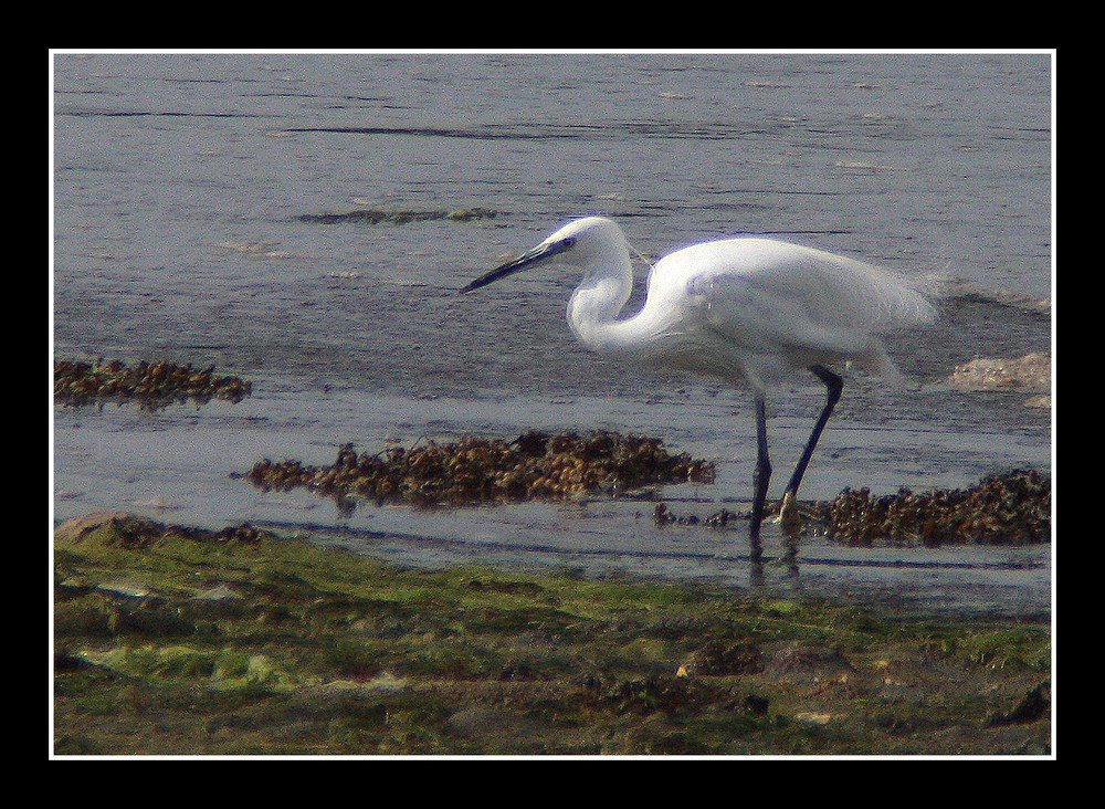 " Une aigrette à Penfoulic "