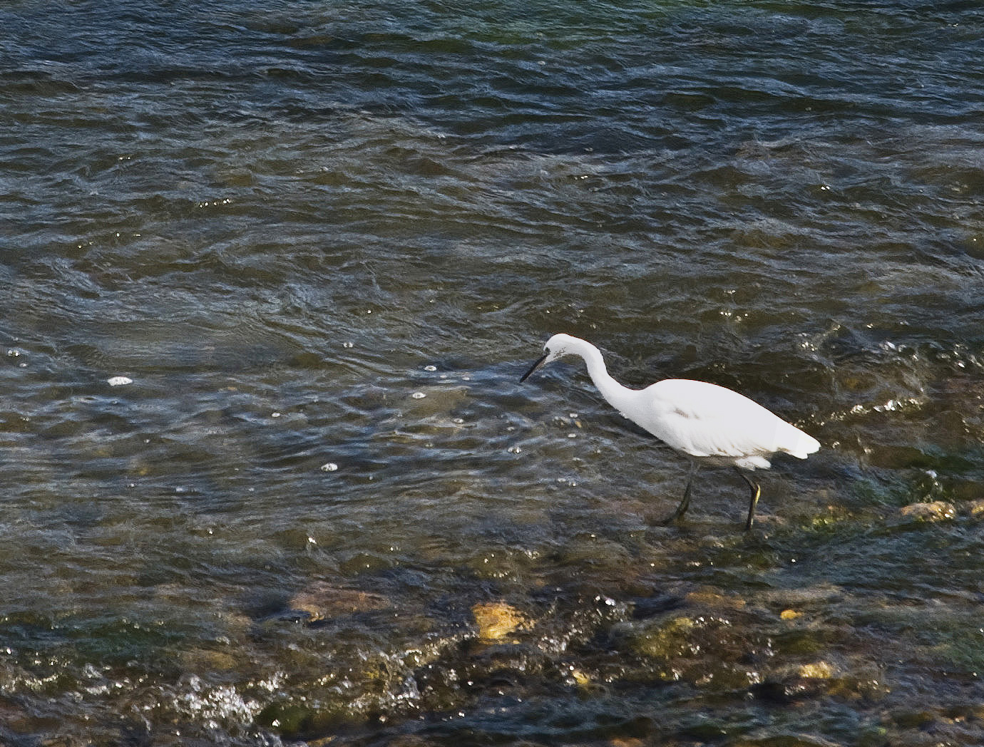 Une aigrette à Toulouse -- Ein Seidenreiher in Toulouse