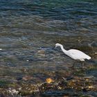 Une aigrette à Toulouse -- Ein Seidenreiher in Toulouse