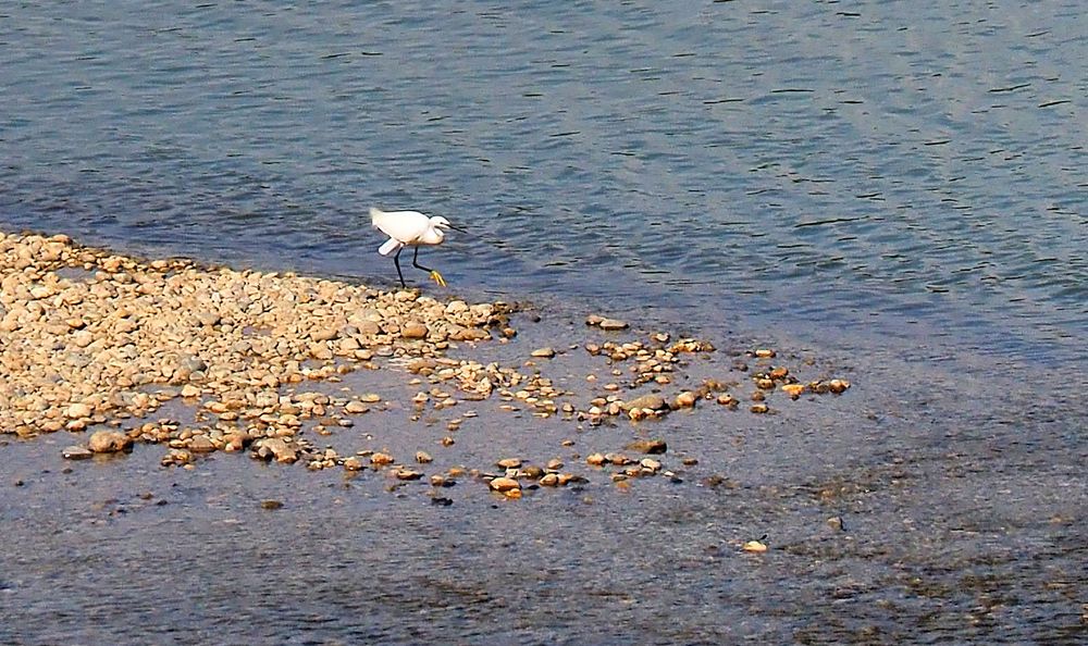 Une aigrette au milieu de la Garonne