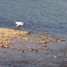 Une aigrette au milieu de la Garonne