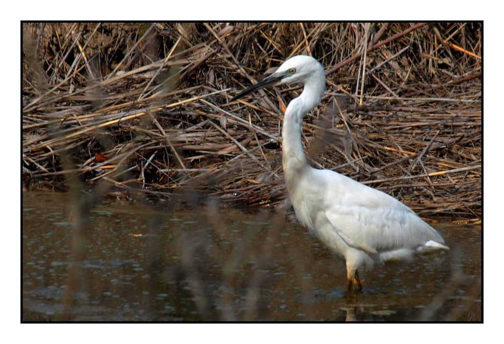 " Une aigrette dans le marais de Mousterlin "