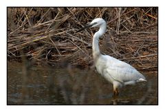 " Une aigrette dans le marais de Mousterlin "