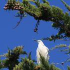 une aigrette garzette