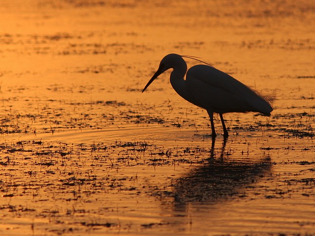 Une Aigrette garzette au coucher de soleil