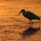 Une Aigrette garzette au coucher de soleil