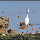 Une aigrette garzette