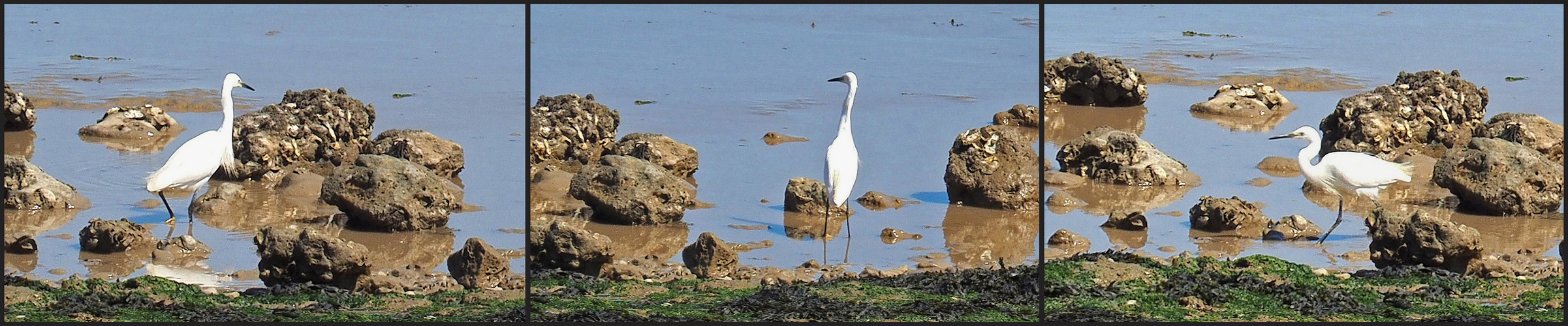 Une aigrette garzette