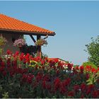 Une allée de cannas