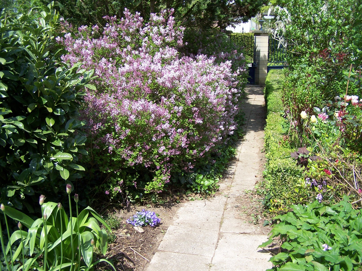 Une allée du jardin avec ses fleurs printanières