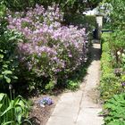 Une allée du jardin avec ses fleurs printanières