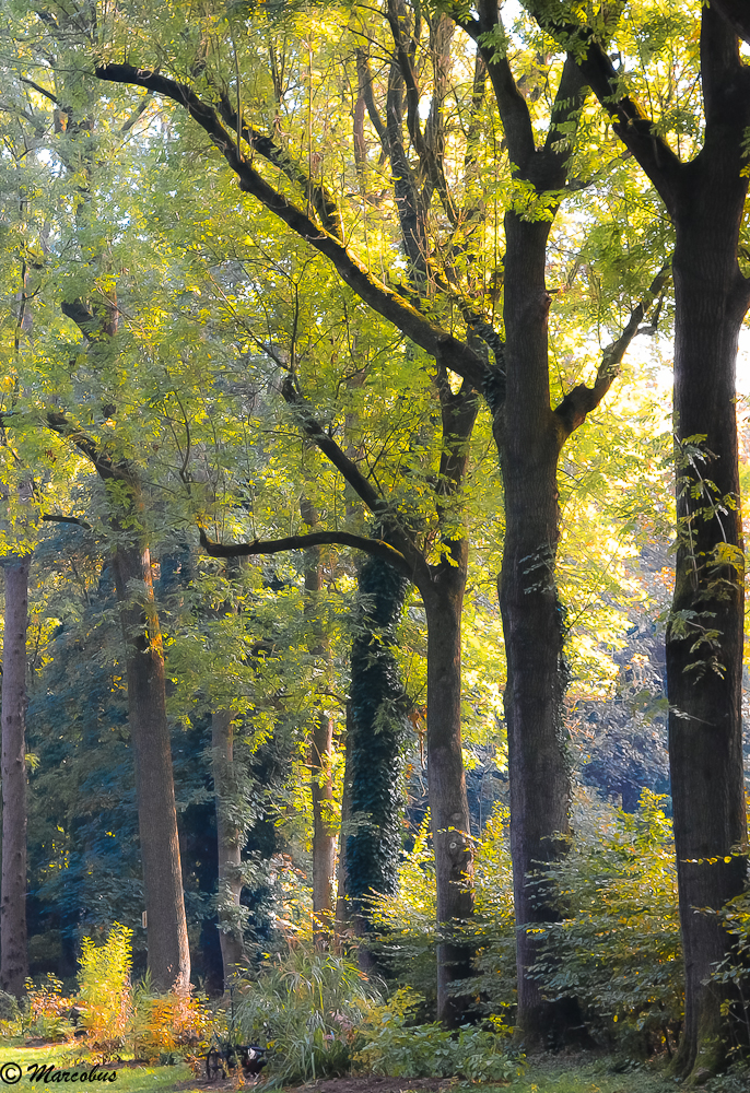 Une allée en automne