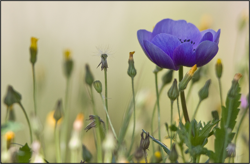 Une anémone fait le printemps.