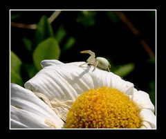 " Une araignée fantôme 3 à 4 mm "