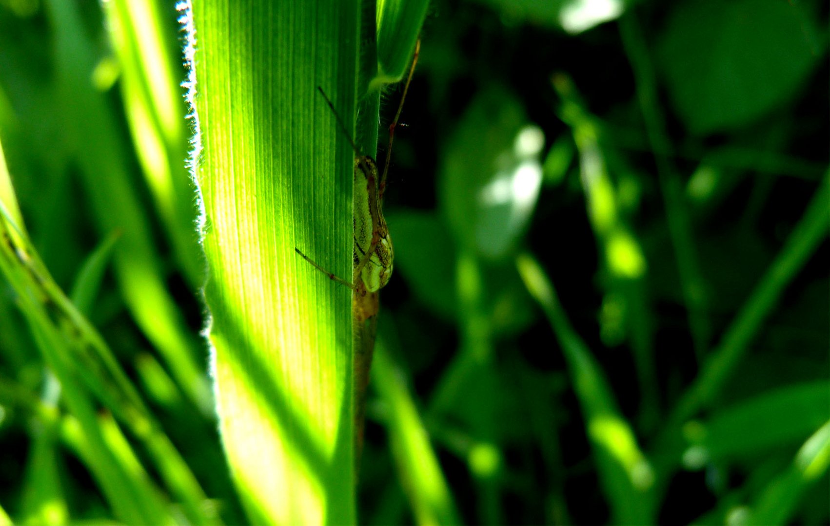 Une araignée le long de l'herbe