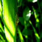 Une araignée le long de l'herbe