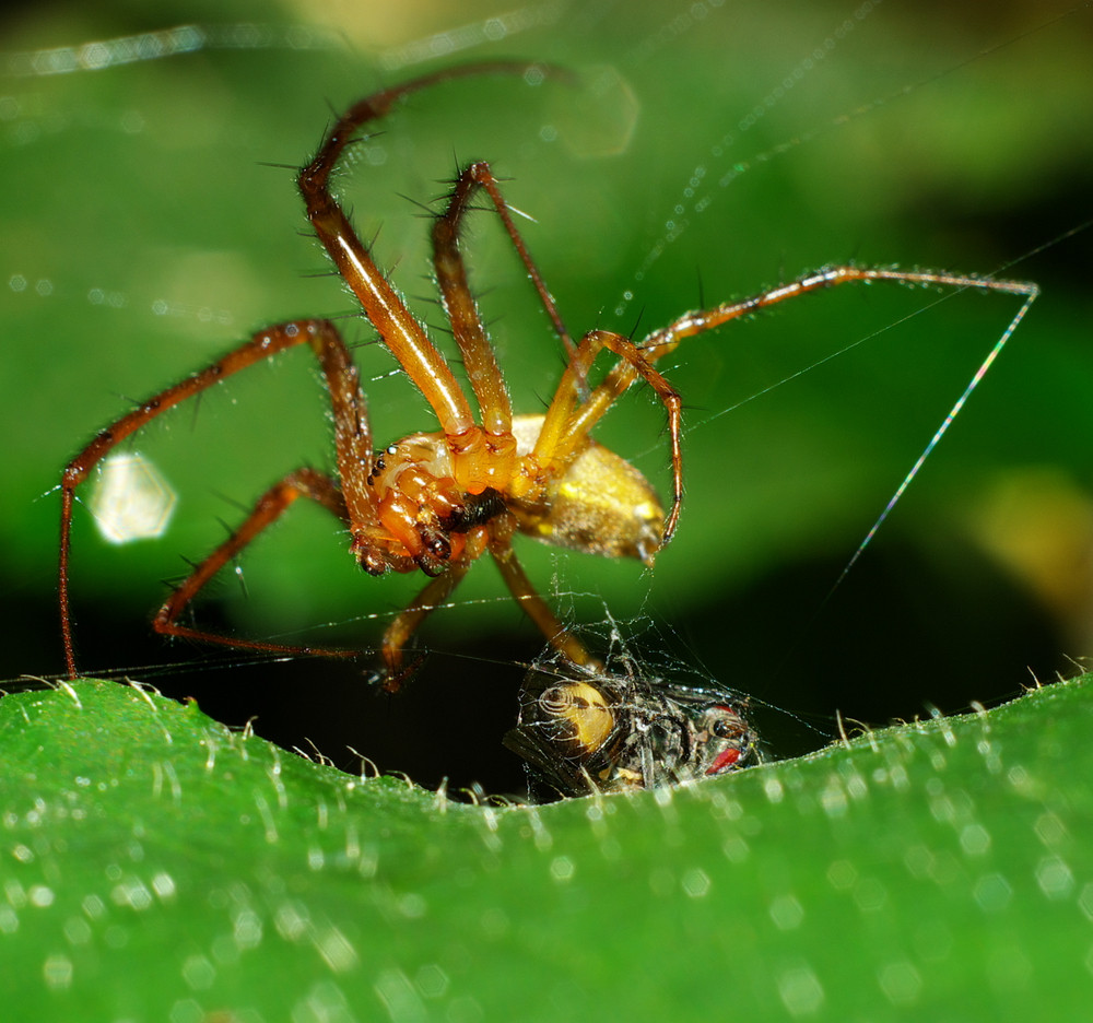 Une araignée "ligotant" une pauvre mouche sans défense