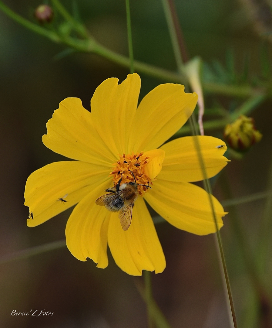 Une autre abeille sur une autre fleur