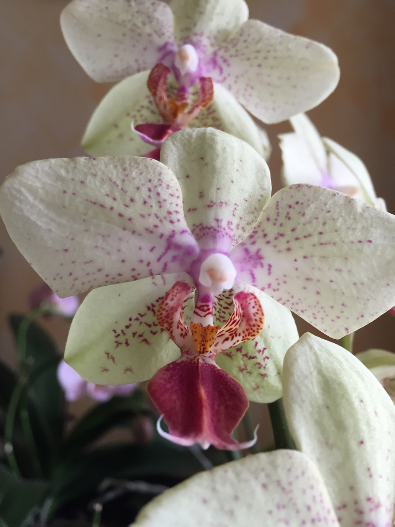 une autre couleur pour une orchidée