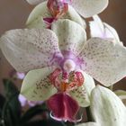 une autre couleur pour une orchidée