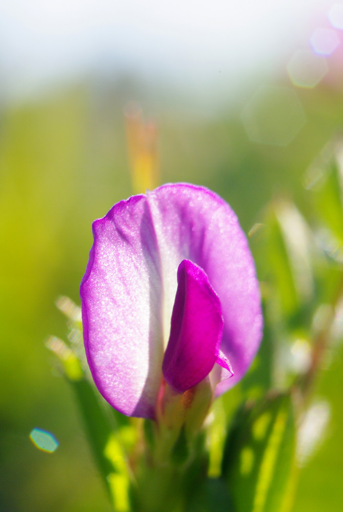 une autre fleur...