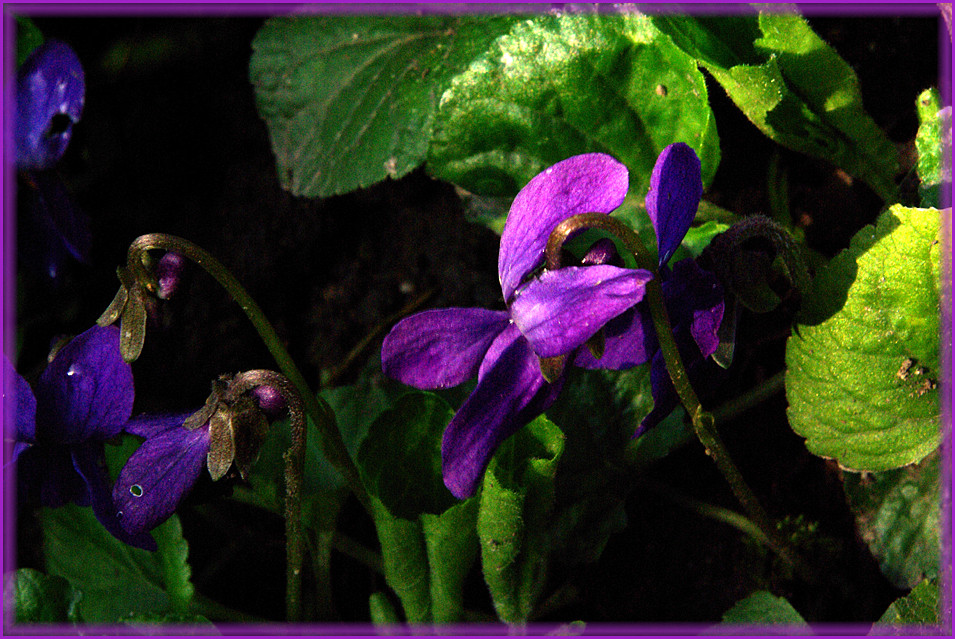 une autre fleur dans mon jardin