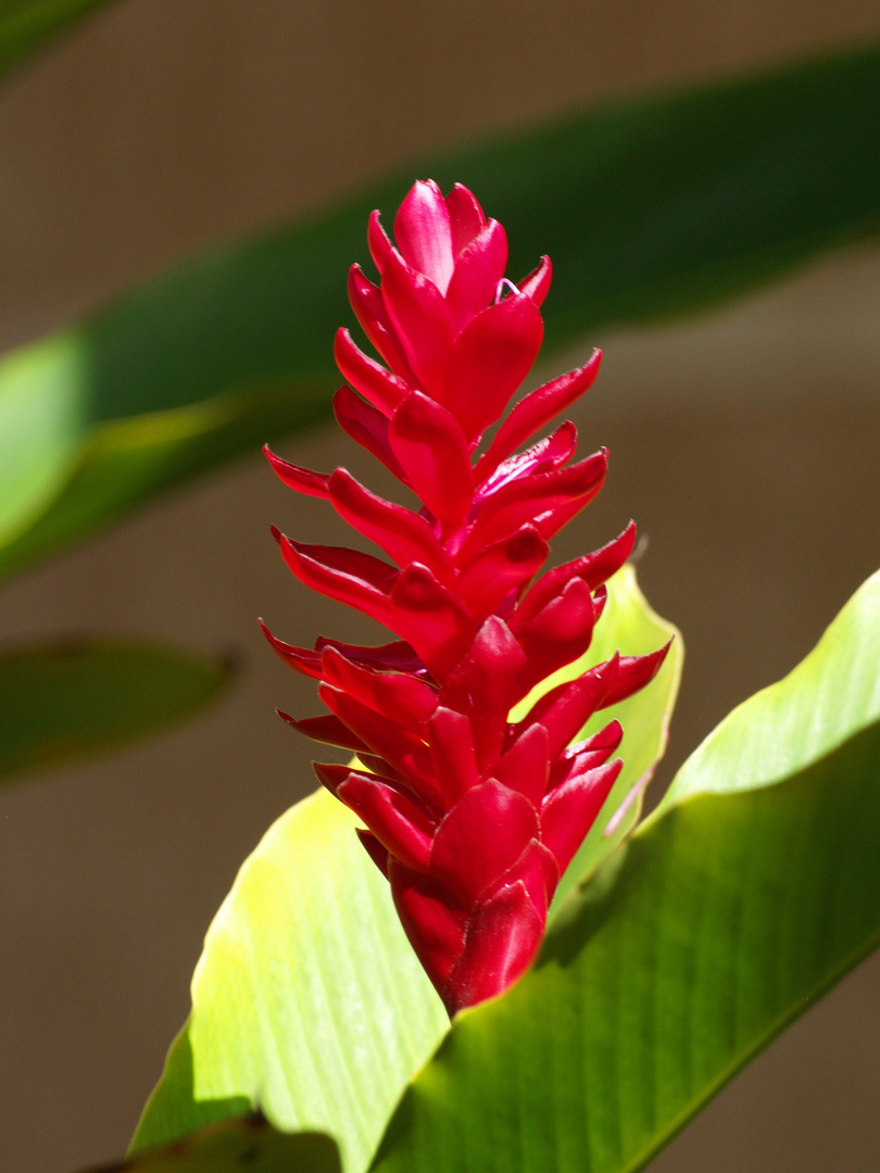 Une autre fleur de balisier – Eine andere Heliconia Blume