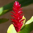 Une autre fleur de balisier – Eine andere Heliconia Blume