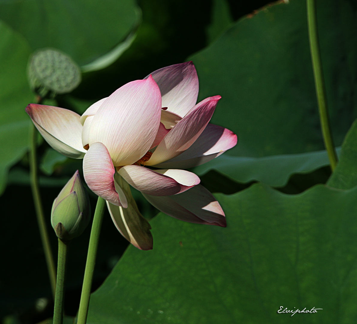 Une autre fleur de lotus