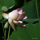 Une autre fleur de lotus