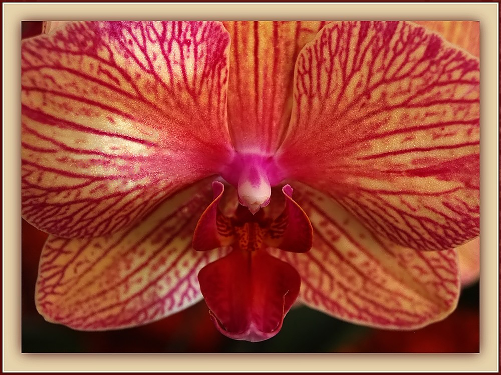 Une autre orchidée Phalaenopsis – Eine andere Phalaenopsis Orchidee