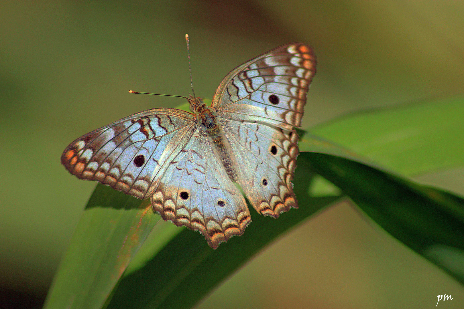 une autre variété de papillon que l'on croise souvent à la Guadeloupe